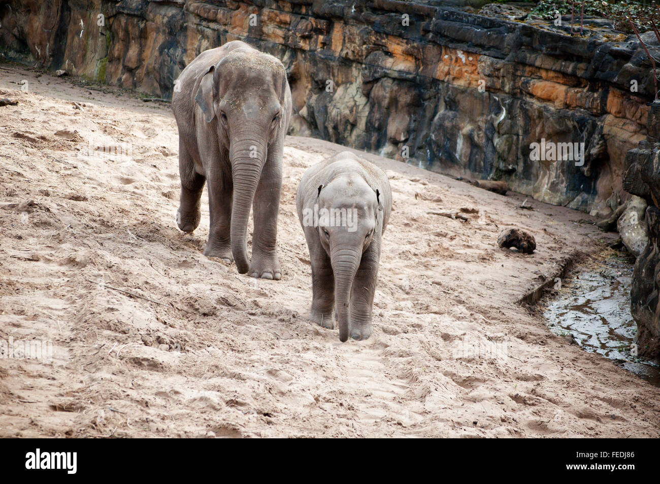 La madre y el bebé elefante asiático caminando dentro de un gabinete en cautividad (en un Zoo) Foto de stock