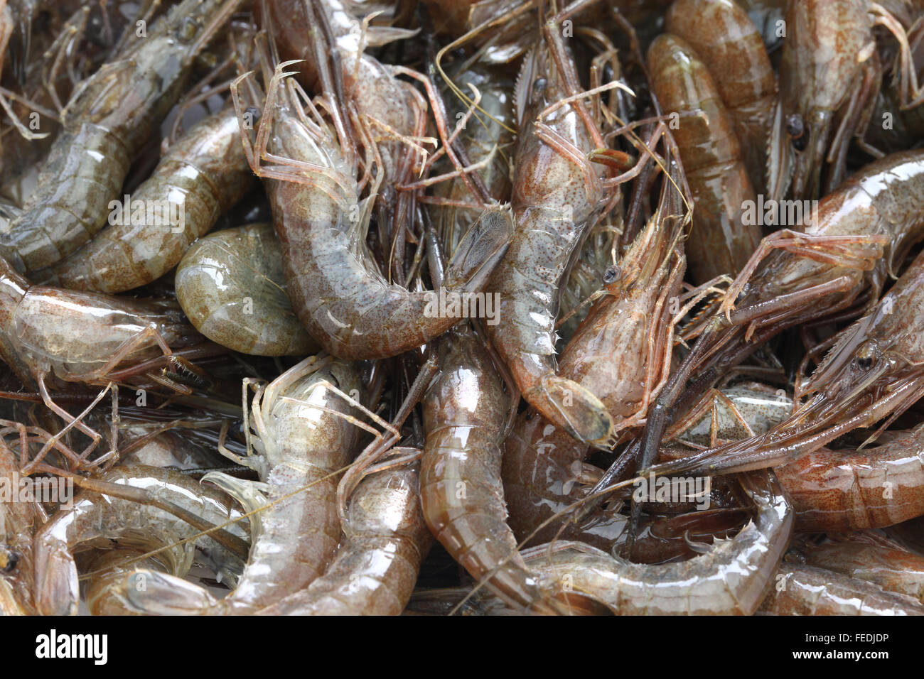 Camarones de agua dulce japonés, Macrobrachium nipponense Fotografía de