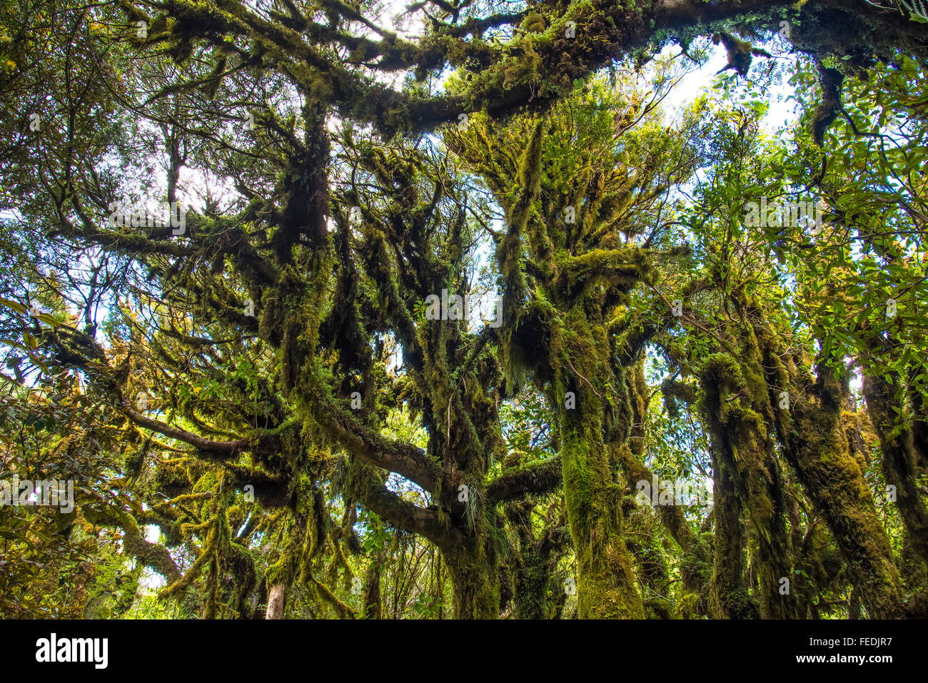 Mossy árboles junto al sendero de madera en el Parque Forestal de Pureora Isla del Norte, Nueva Zelanda Foto de stock