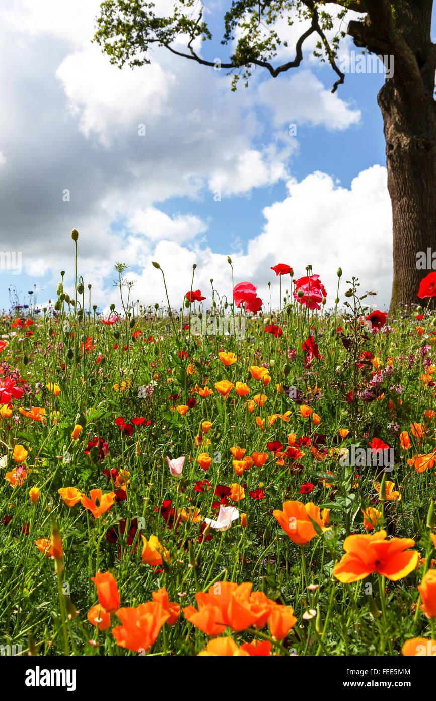 Flores silvestres que crecen en los jardines Trentham Stoke on Trent Staffordshire Personal Inglaterra Foto de stock