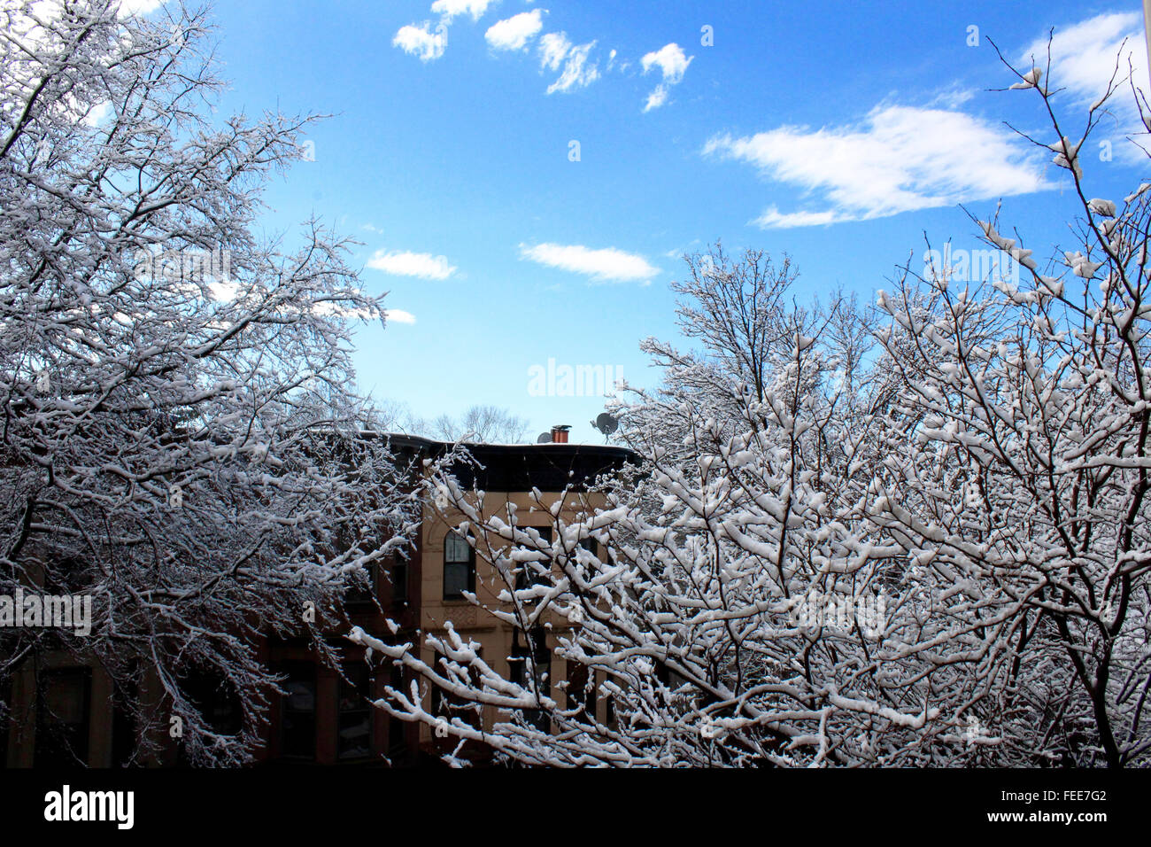 Árbol cubierto de nieve con cielos azules y nubes Foto de stock