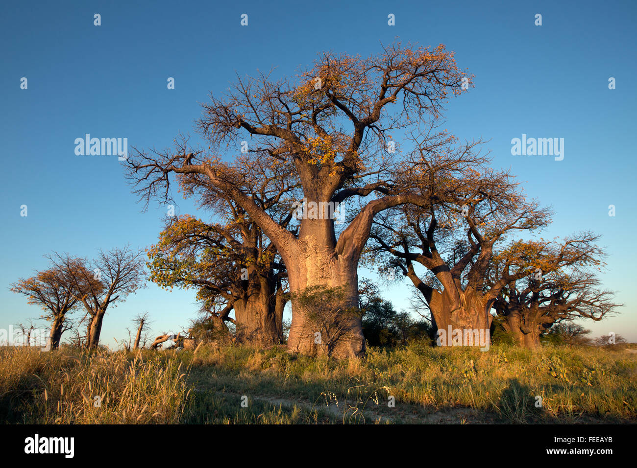 Baines Baobabs en Botswana Foto de stock