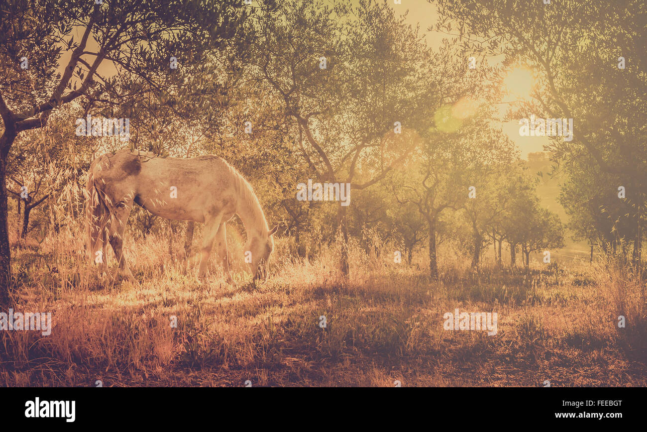 Blanco de tonos retro Wild Horse en Toscana oliva Orchard Foto de stock
