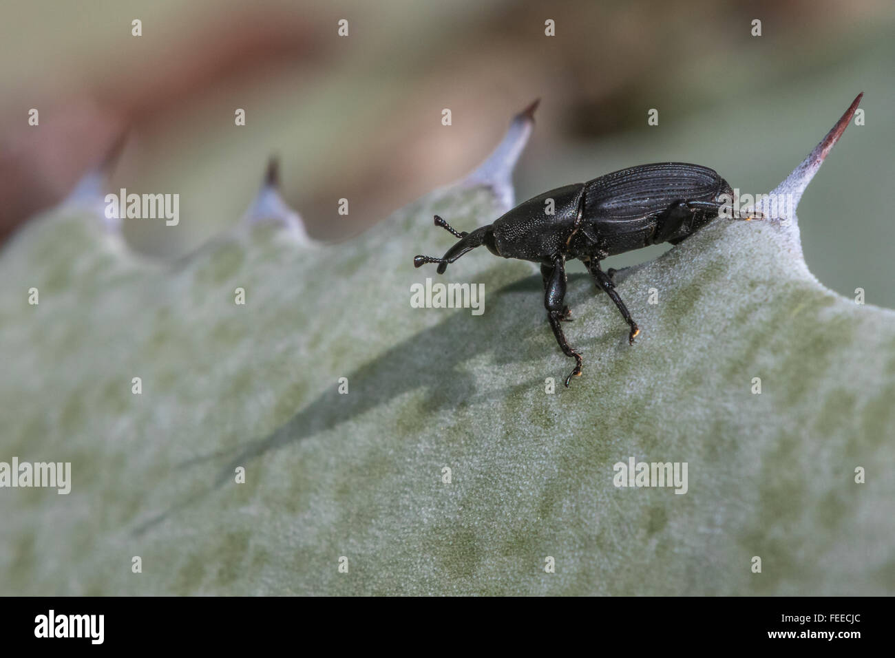 Un pequeño escarabajo negro comprueba su sombra mientras posado sobre una hoja de agave Foto de stock