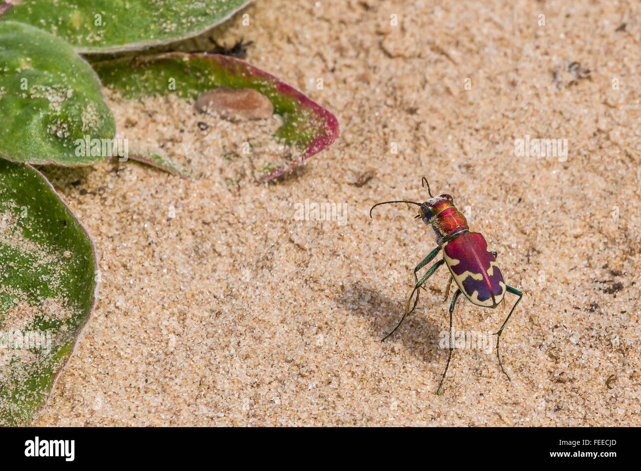 Un hermoso gran escarabajo Tigre de arena, Cicindela formosa, en un camino de arena en Texas Foto de stock