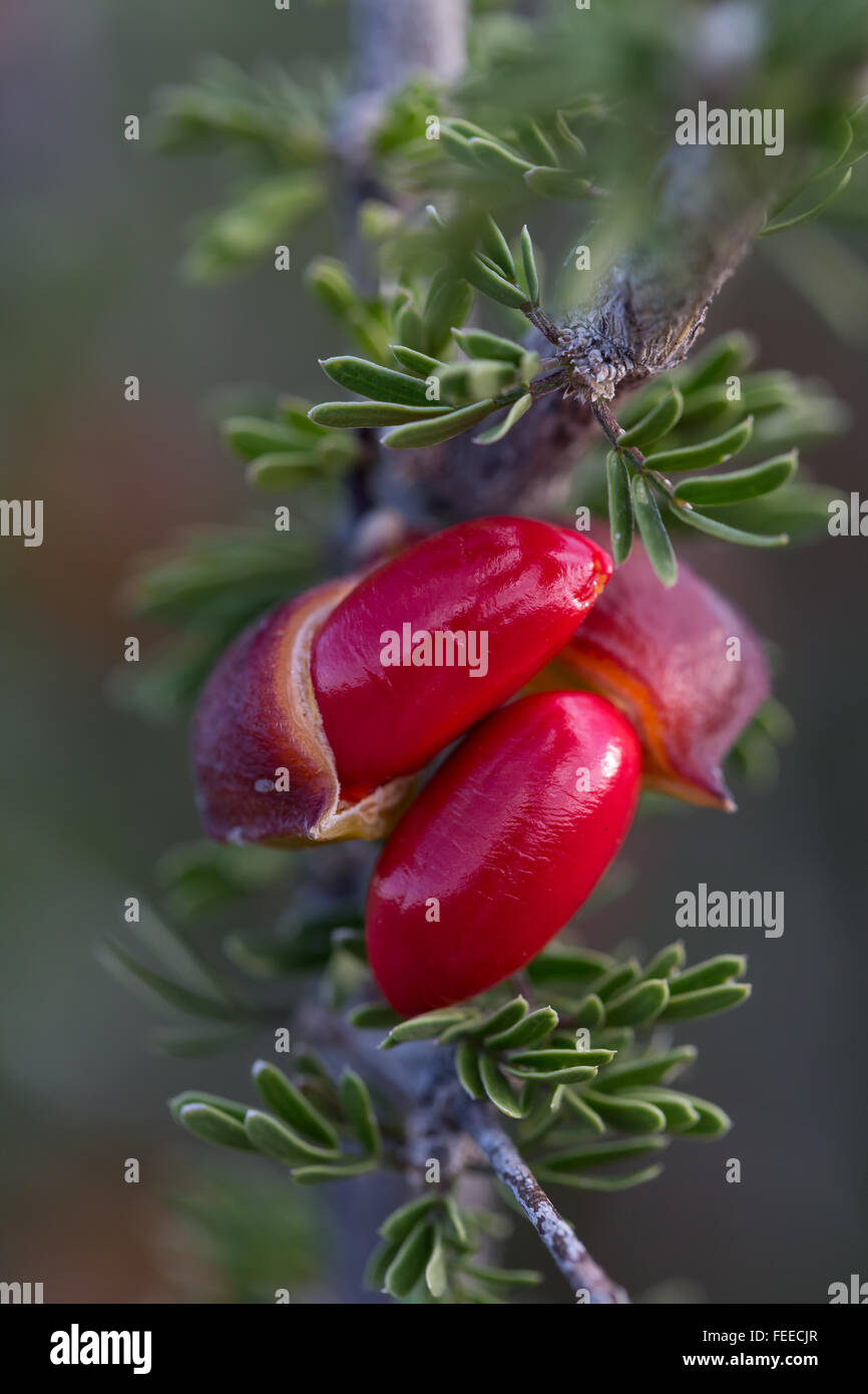 Cerca de semillas de color rojo en un Guayacán, Guaiacum angustifolium, Bush en el Parque Nacional de Big Bend, EE.UU. Foto de stock