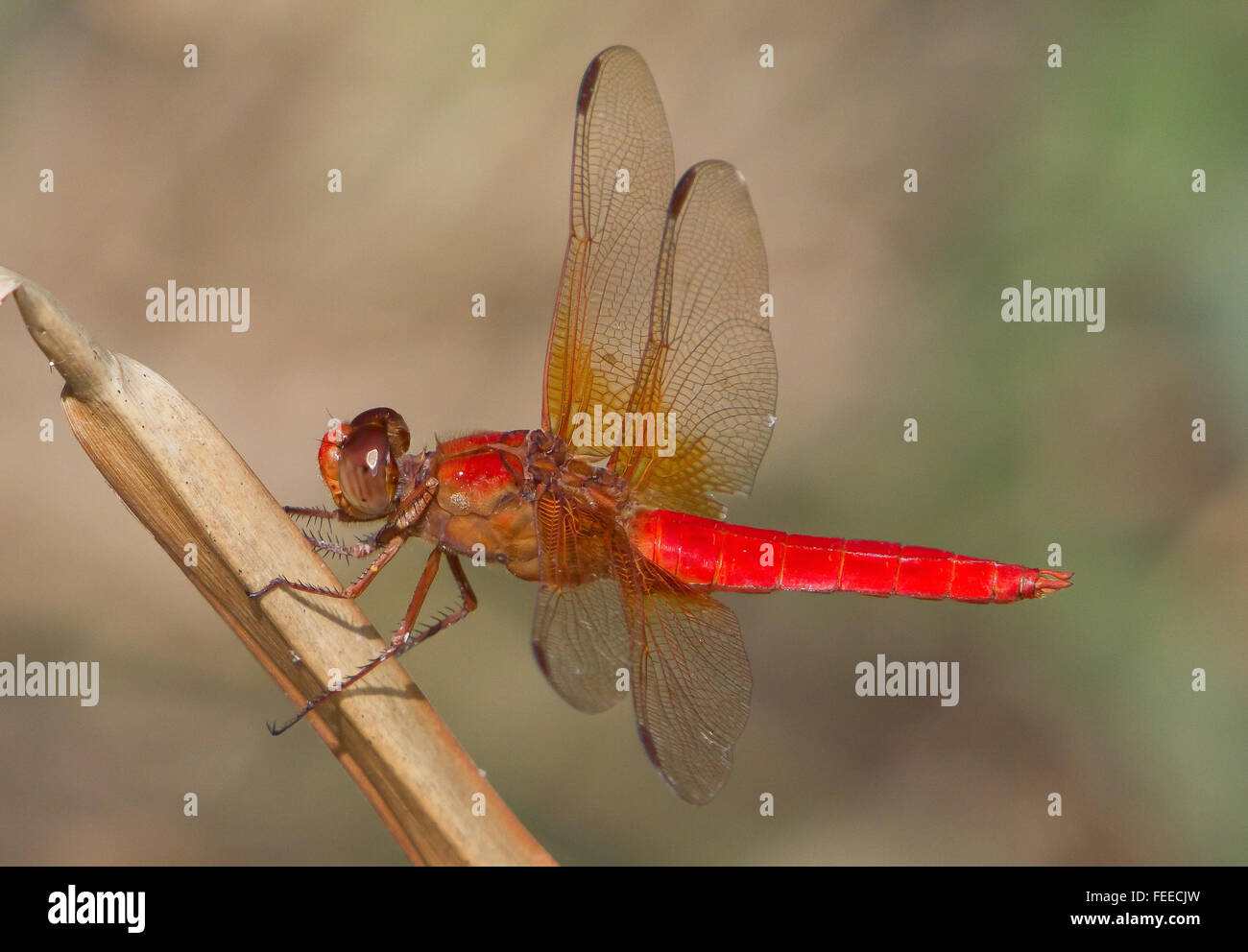 Skimmer de neón, Libellula croceipennis, encaramado cerca de un estanque Foto de stock