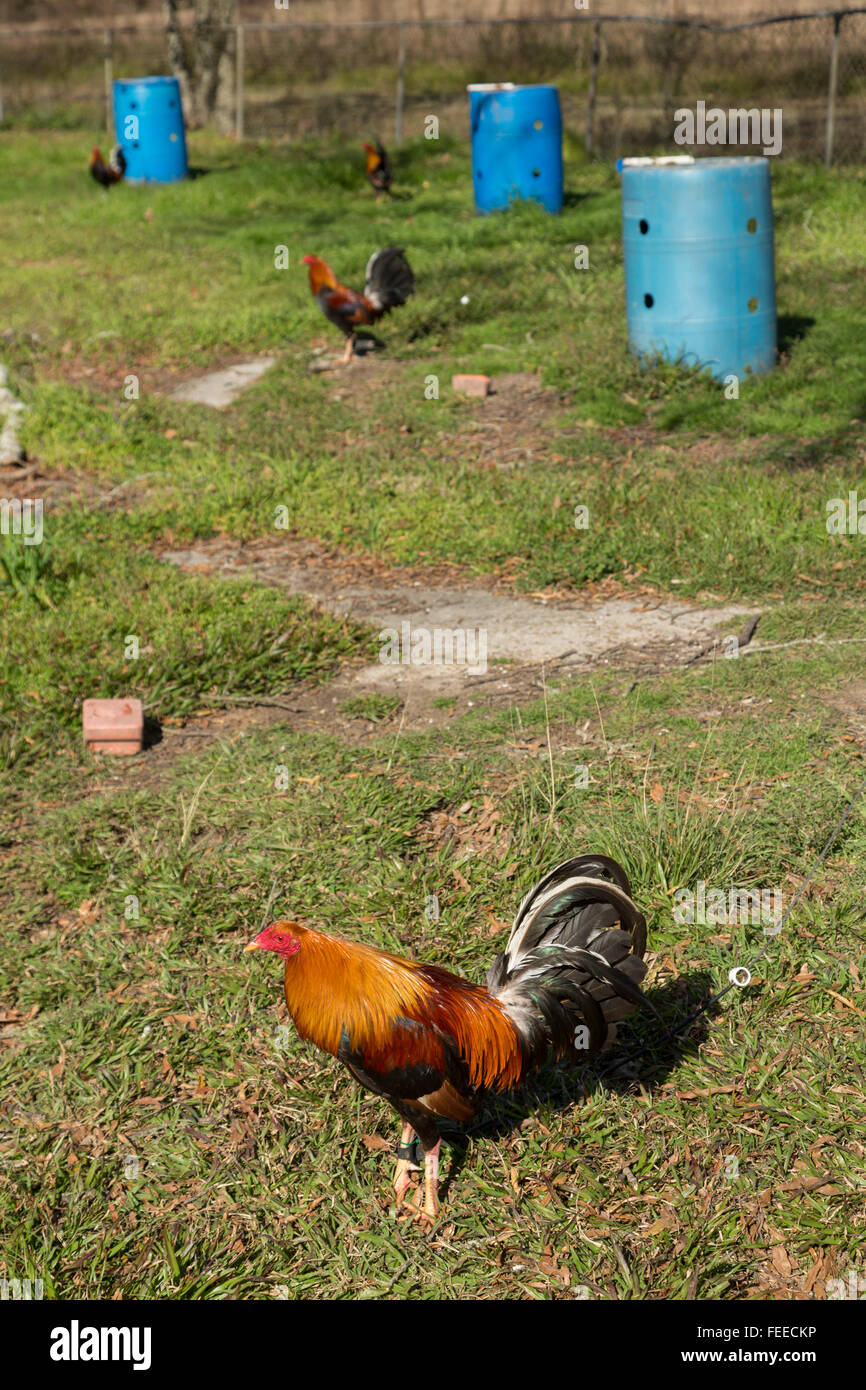 Los combates gallos peleas de gallos criados en una granja de la tribu