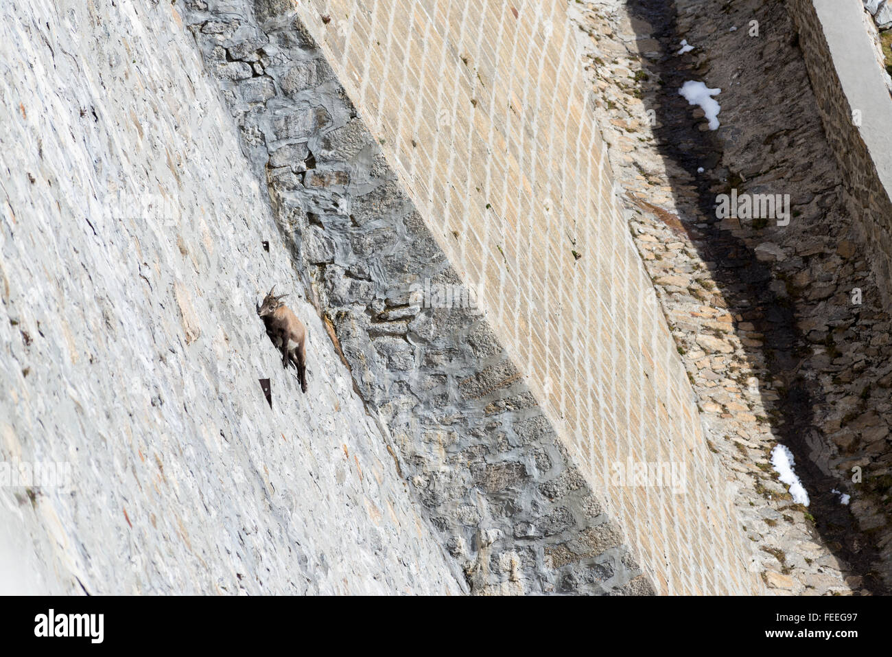 Steinbocks escalada en la pared de la represa del lago Campliccioli en el corazón del valle de antrona, Ossola, Alpes Italianos Foto de stock