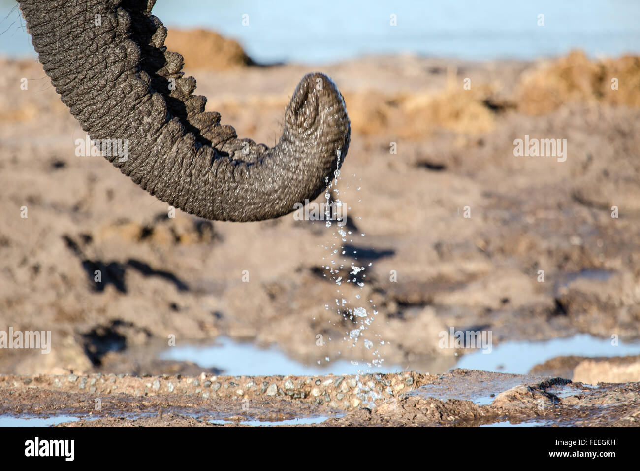 Detalles de un elefante africano Foto de stock