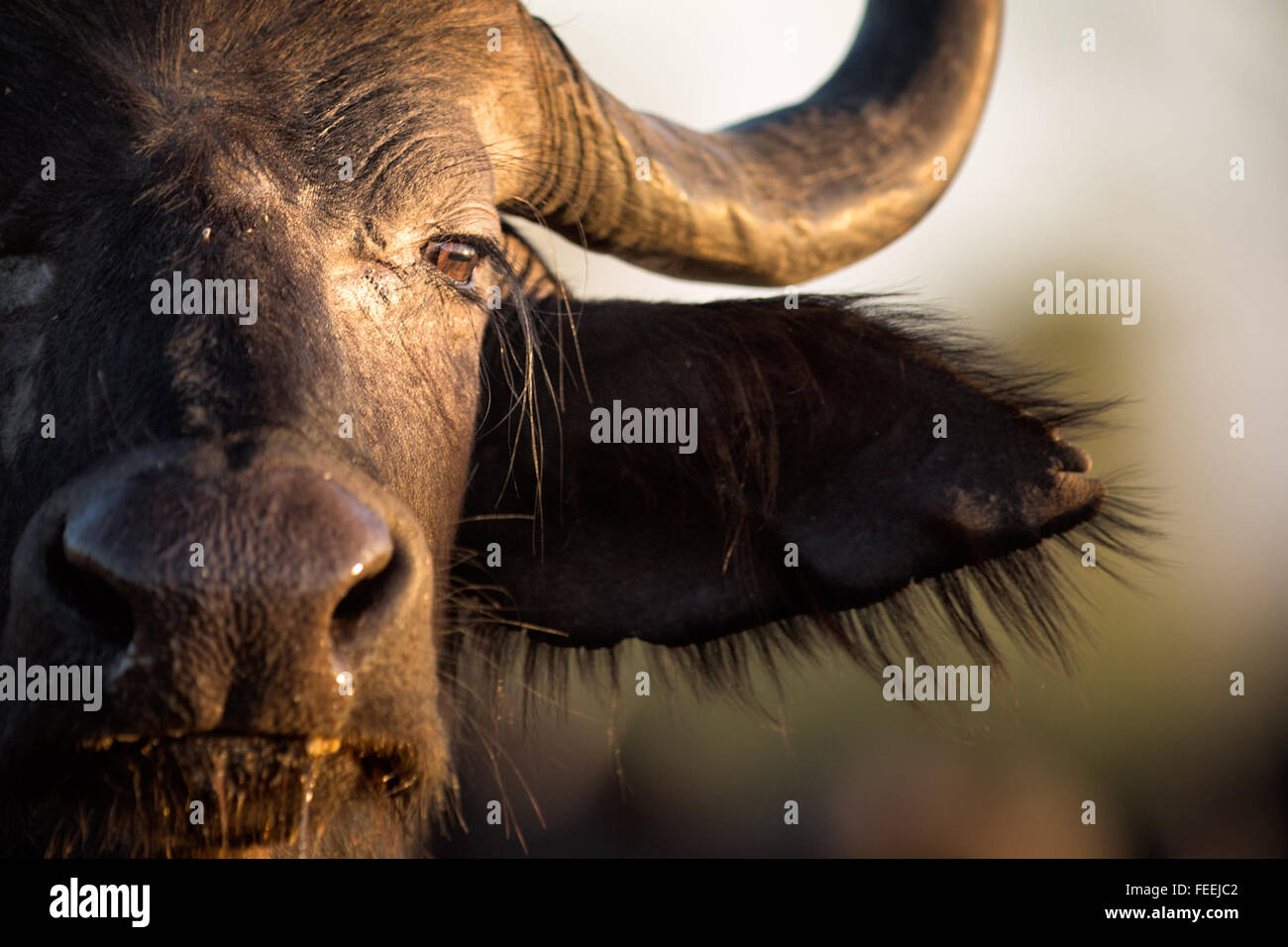 Buffalo en la sabana arbolada Foto de stock