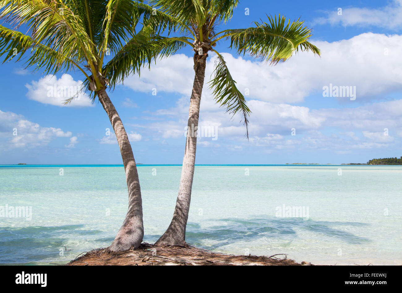 Palmeras en Blue Lagoon, Fakarava, las Islas Tuamotu, en la Polinesia Francesa Foto de stock