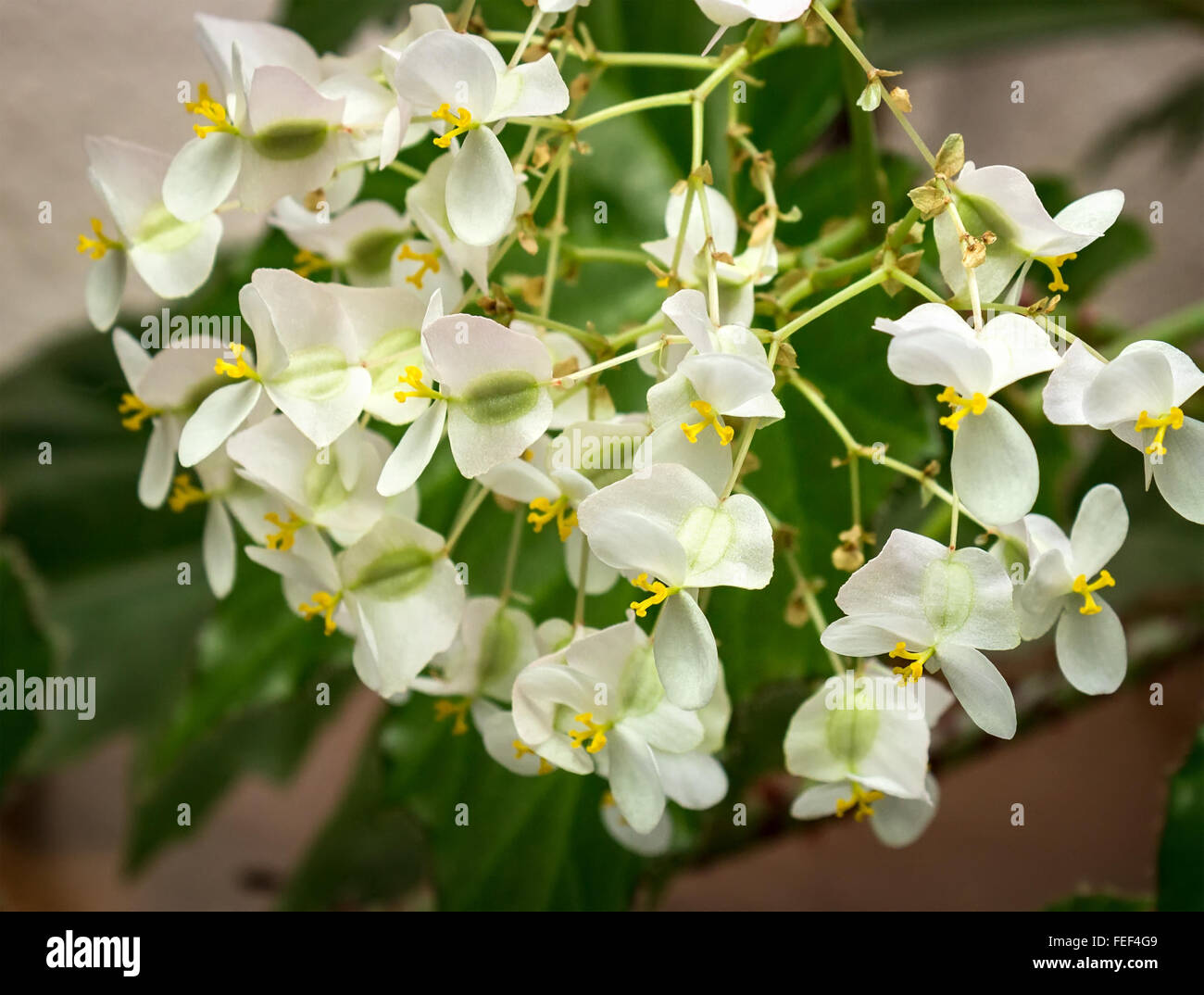 Flores blancas begonias Fotografía de stock - Alamy