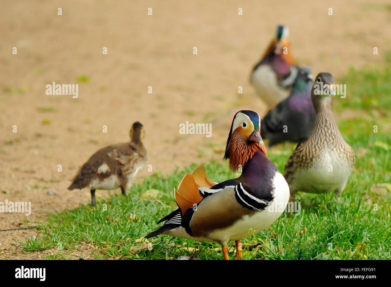 Pato Mandarin Y Pidgeons Bebe Patitos Banos En El Royal Park En Varsovia Polonia Fotografia De Stock Alamy Pato Mandarin Y Pidgeons Bebe Patitos Banos En El Royal Park En Varsovia Polonia Fotografia De Stock Alamy