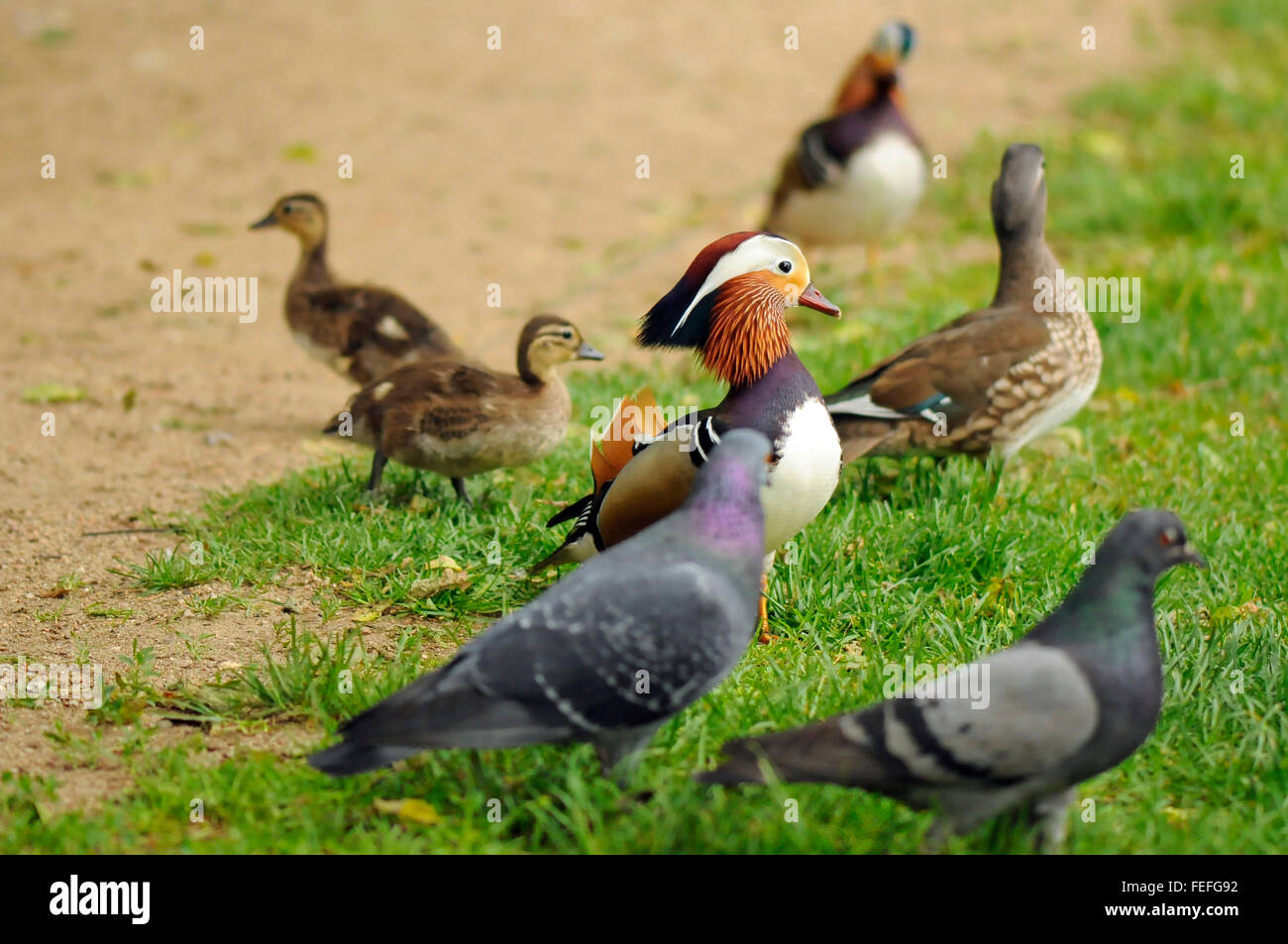 Pato Mandarin Palomas Y Patos Bebe Banos En El Royal Park En Varsovia Polonia Fotografia De Stock Alamy Pato Mandarin Palomas Y Patos Bebe Banos En El Royal Park En Varsovia Polonia Fotografia De Stock Alamy
