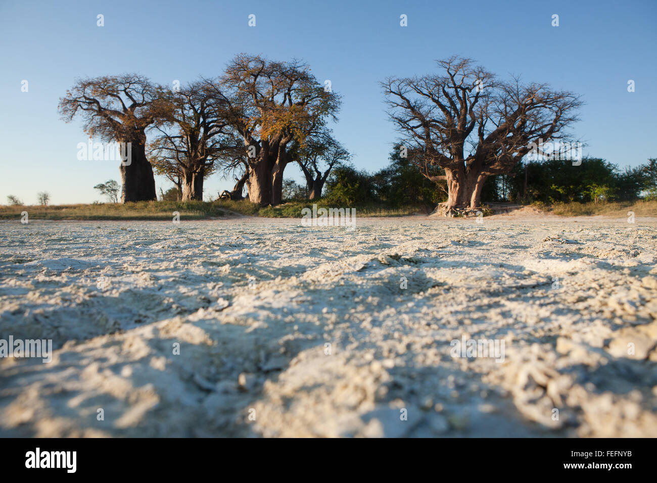 Baines Baobabs en Botswana Foto de stock