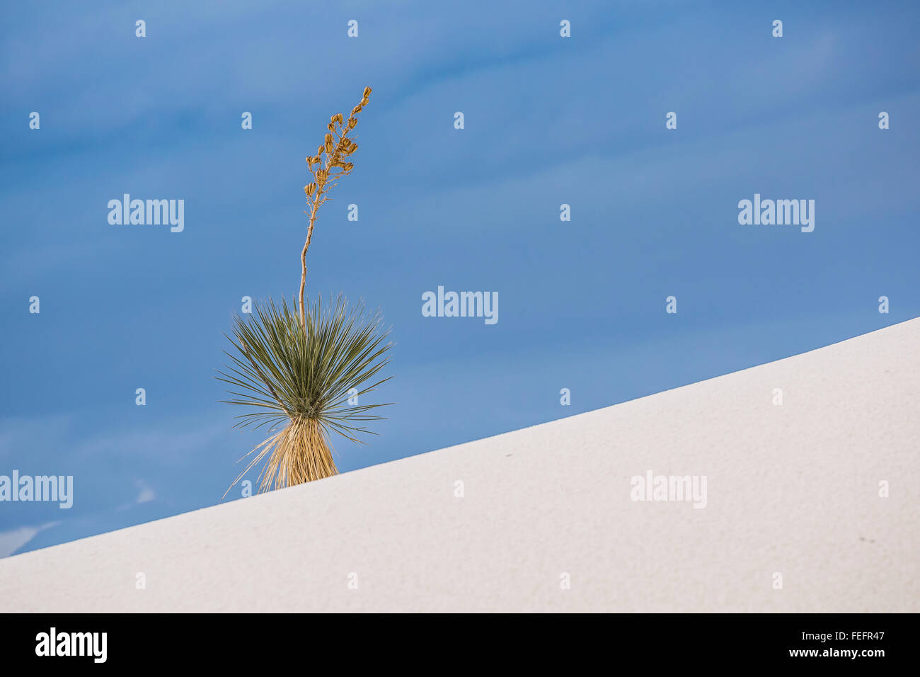 La yuca crece en las dunas de yeso en el White Sands National Monument en la cuenca de Tularosa, Nuevo México, EE.UU. Foto de stock