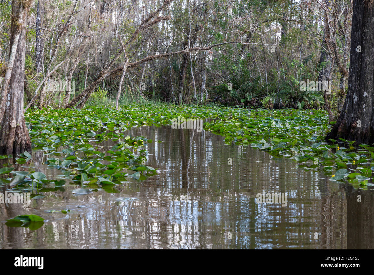 La vegetación de los humedales, en el sur de la Florida. Foto de stock