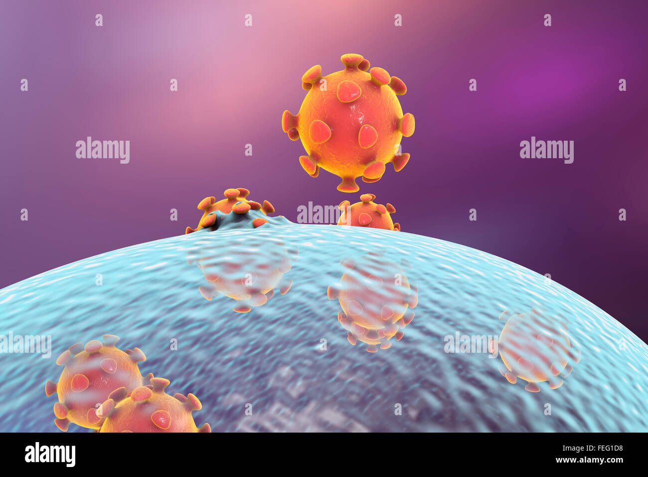 Liberación del virus de la célula humana, equipo ilustración. La última etapa de la replicación viral en una célula humana es la formación Foto de stock