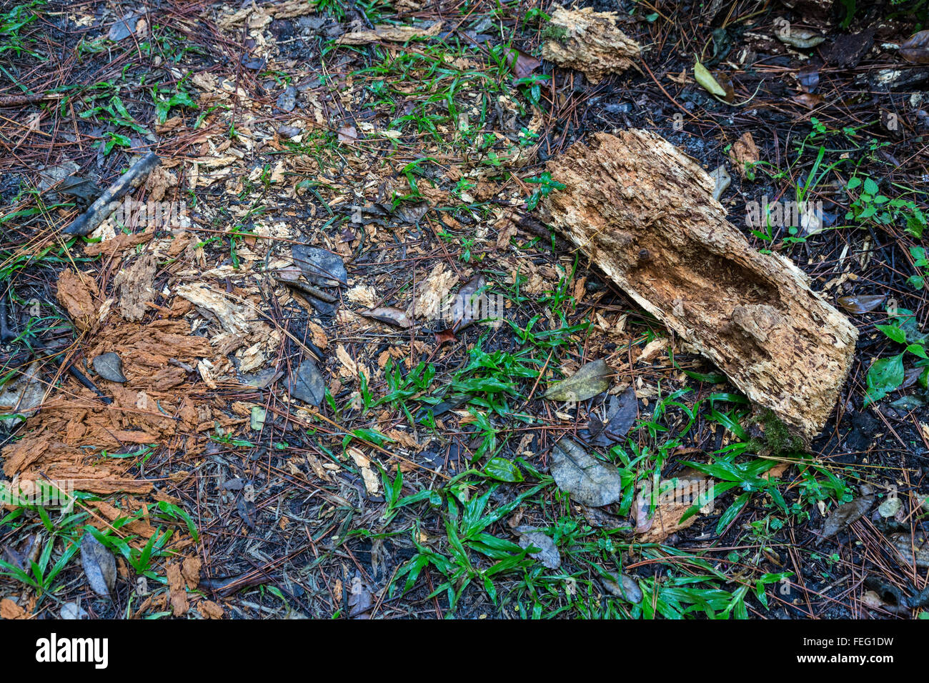 La evidencia de un mapache buscando errores en madera podrida, Hamaca de madera Hábitat, el sur de la Florida. Foto de stock