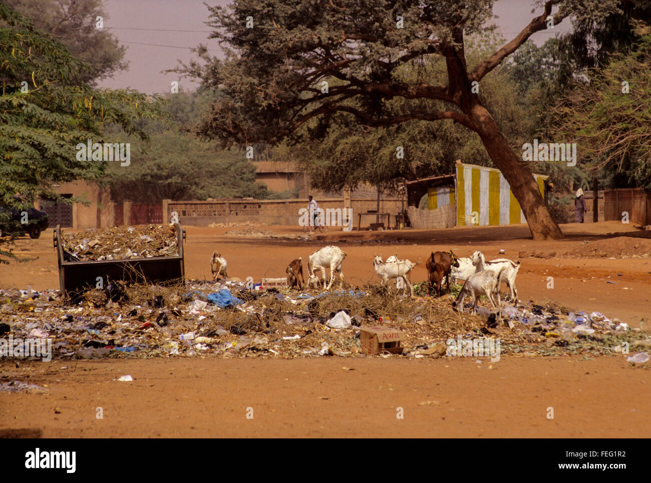 Niamey, Níger. Las cabras reciclar la basura en el contenedor de basura de barrio desbordante. Foto de stock