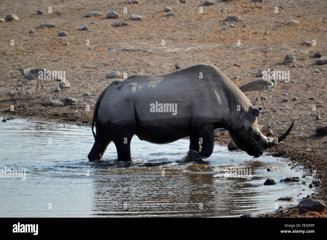 El rinoceronte negro con los buitres en un abrevadero en el Parque Nacional de Etosha, Namibia Foto de stock
