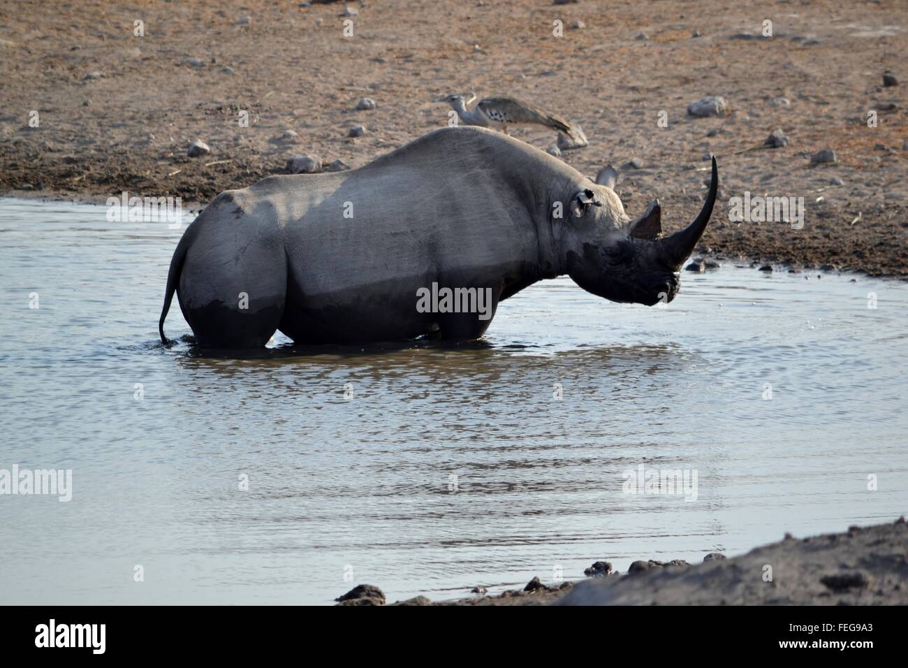 Rinocerontes negros en un abrevadero en el Parque Nacional de Etosha, Namibia Foto de stock