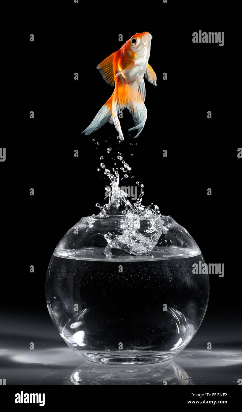 Goldfish salta hacia arriba desde un acuario sobre un fondo oscuro Foto de stock