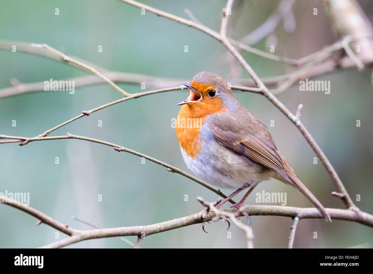 Un Robin posando en una reserva de aves locales Foto de stock