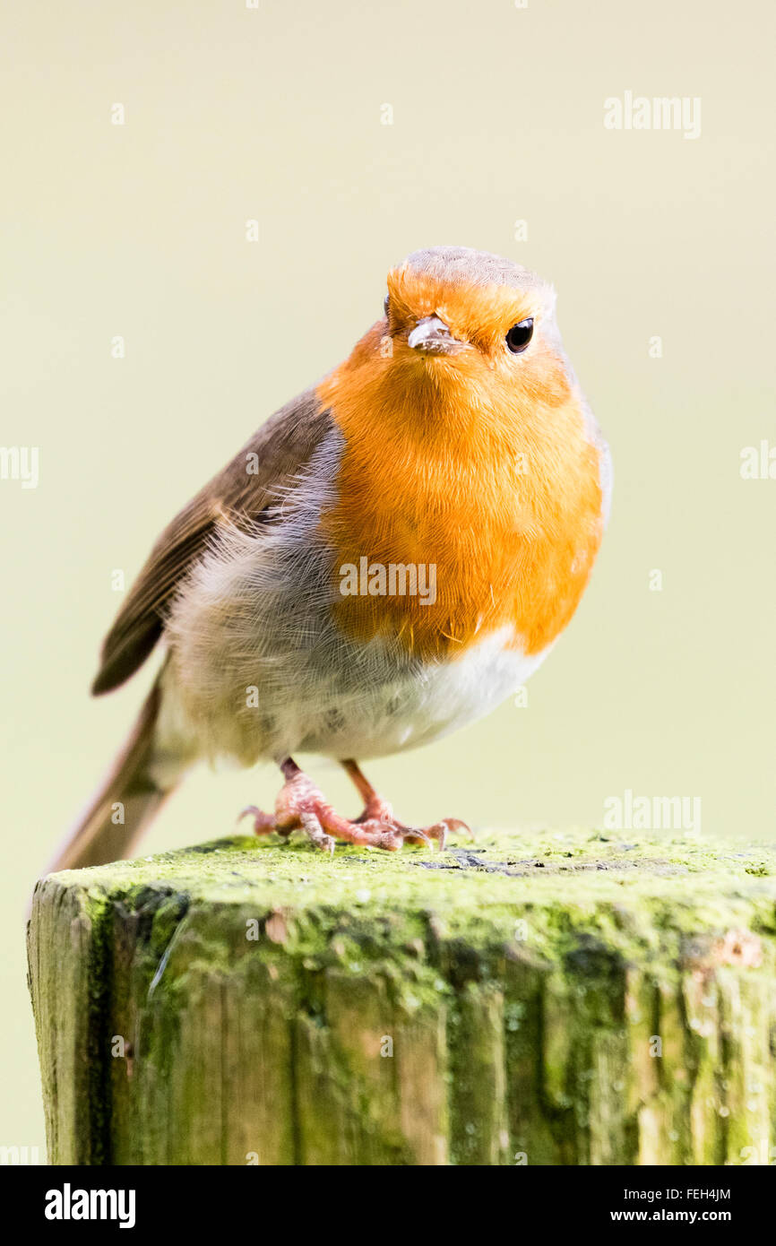 Un Robin posando en una reserva de aves locales Foto de stock