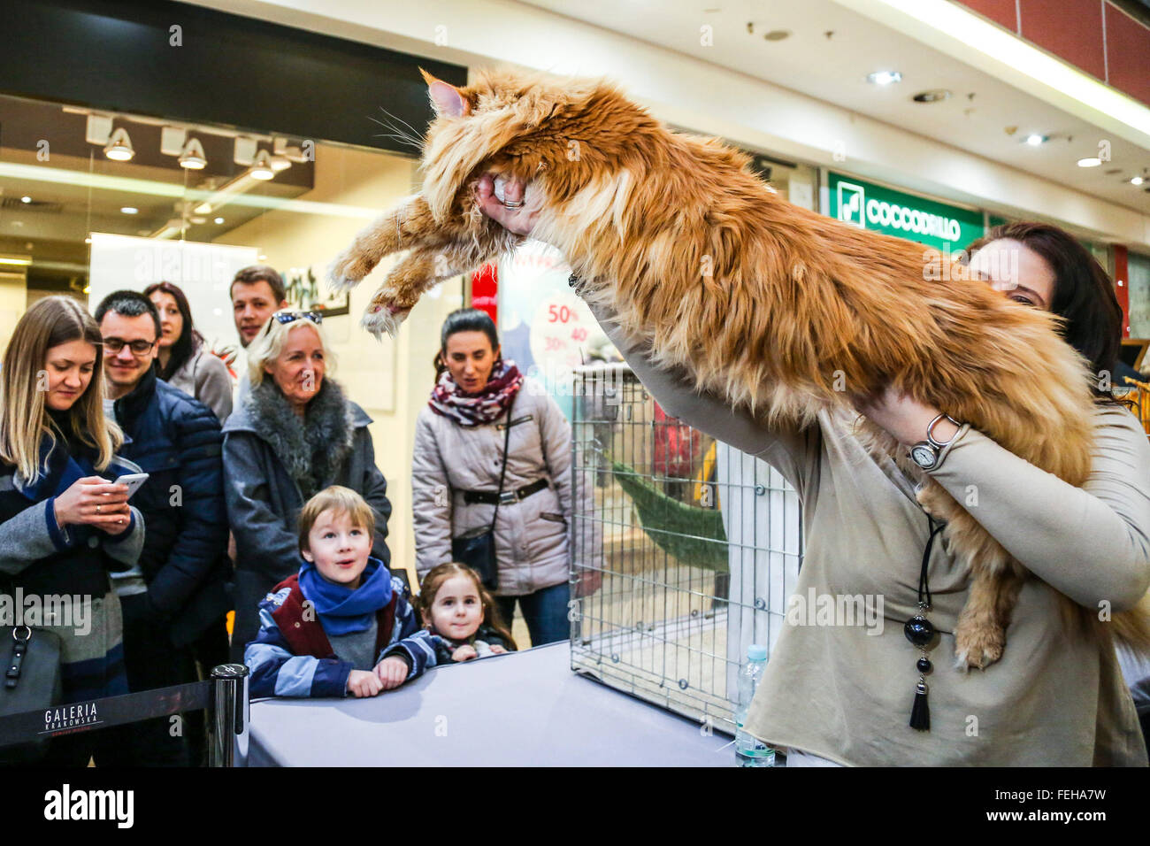 Un gato Maine Coon en la exposición de gatos de raza en el centro comercial  Galeria Krakowska en Cracovia, Polonia. (Foto por Beata Zawrzel / Pacific  Press Fotografía de stock - Alamy