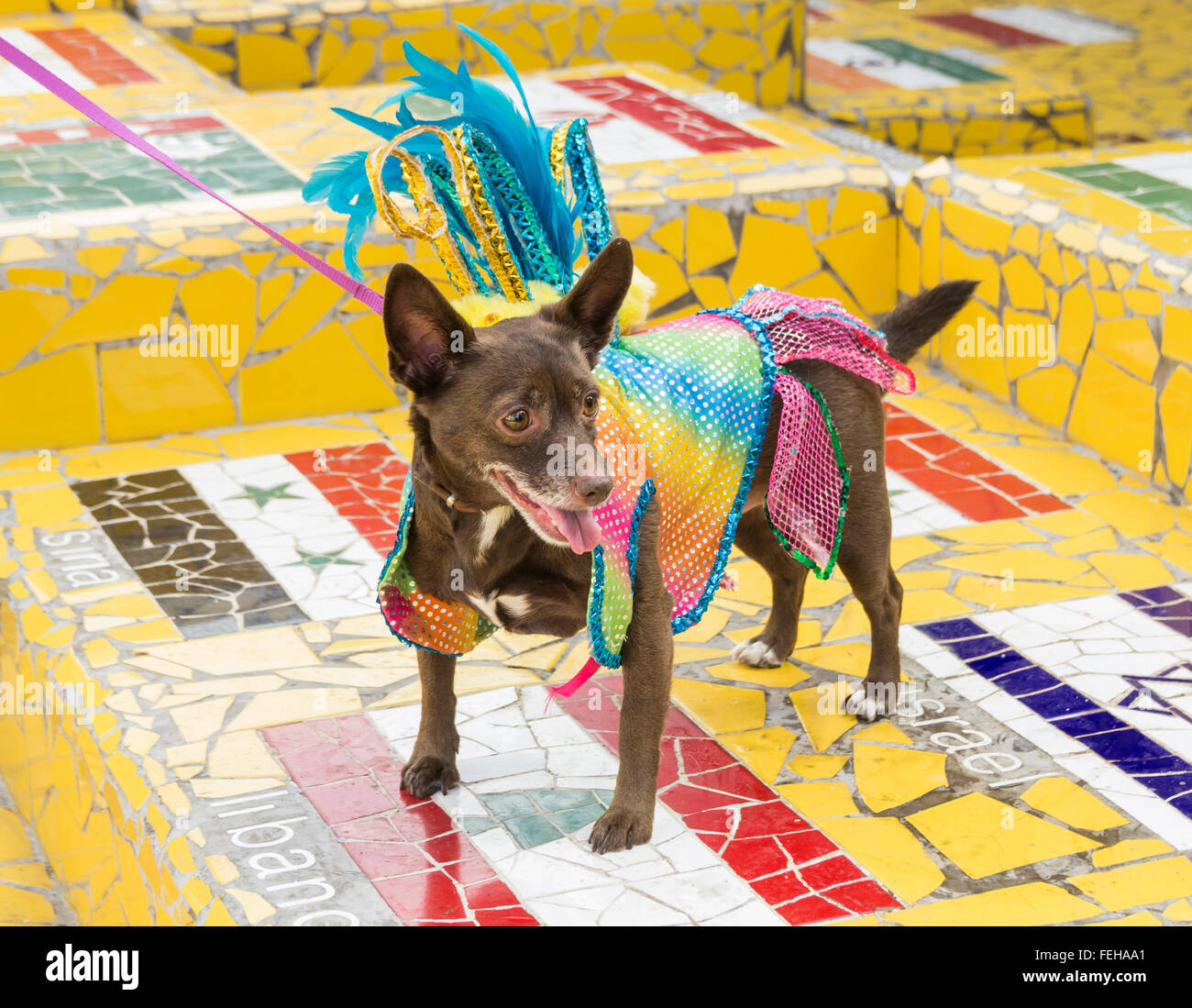 Perros en el carnaval fotografías e imágenes de alta resolución - Página 5  - Alamy