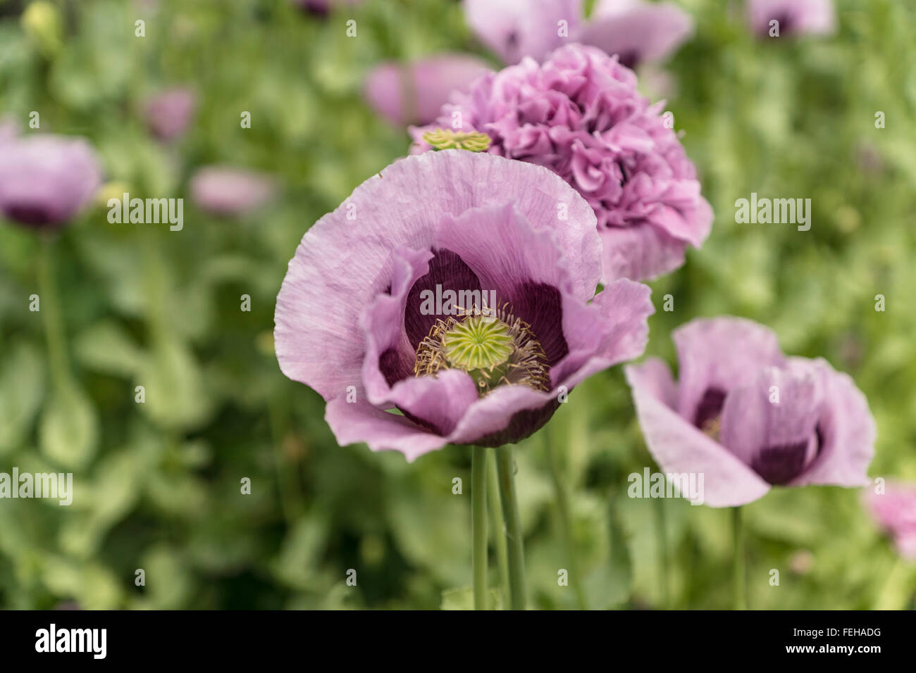 Púrpura flor de adormidera en un jardín. Foto de stock