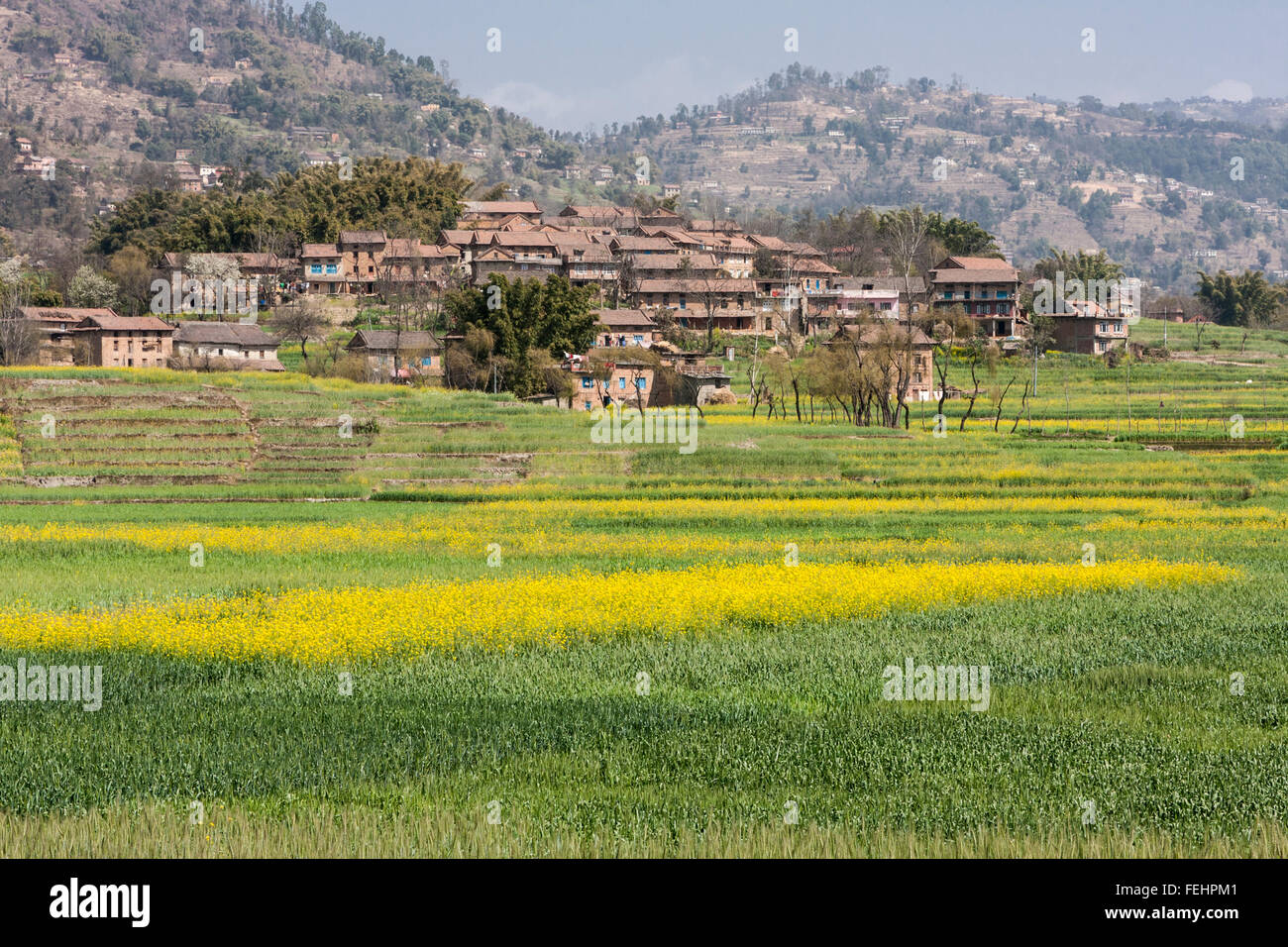 Bhaktapur, Nepal. Aldea Rural con mostaza crece en los campos entre Bhaktapur y Changu Narayan. Foto de stock