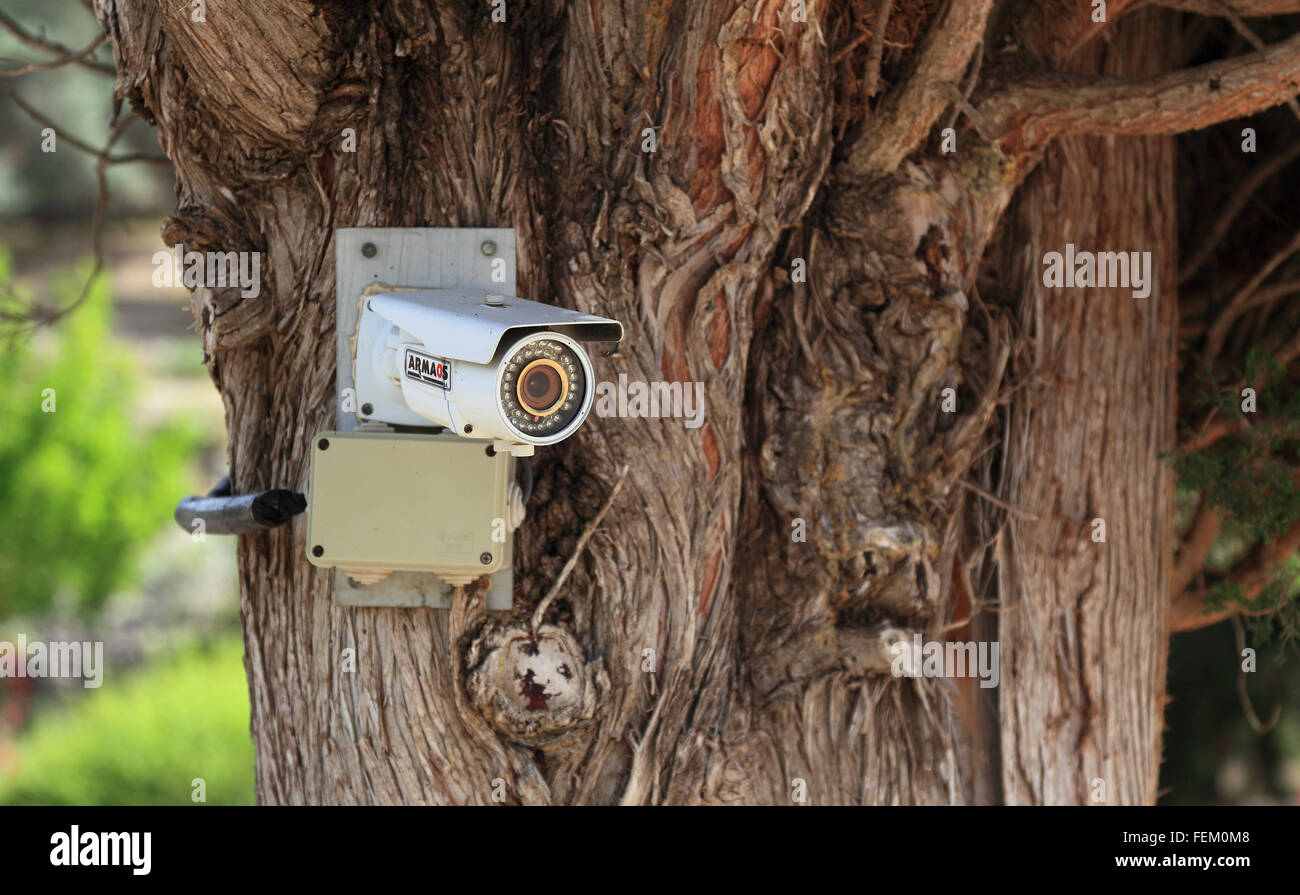 Cámara de supervisión en un árbol Foto de stock