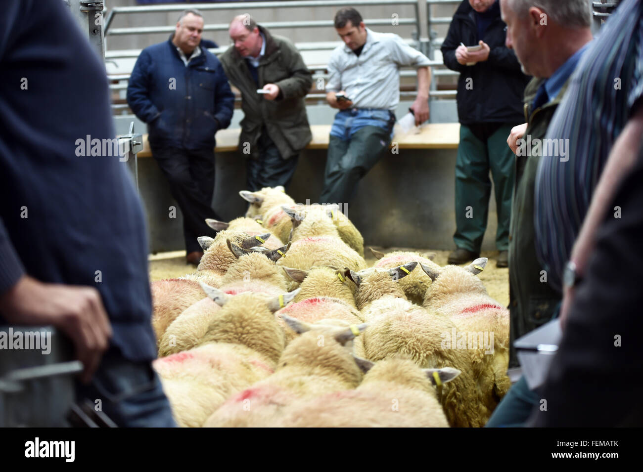 Subasta de ovejas, los compradores inspeccionar las existencias, y el uso de teléfonos móviles para compartir la oferta, Kendal UK Foto de stock