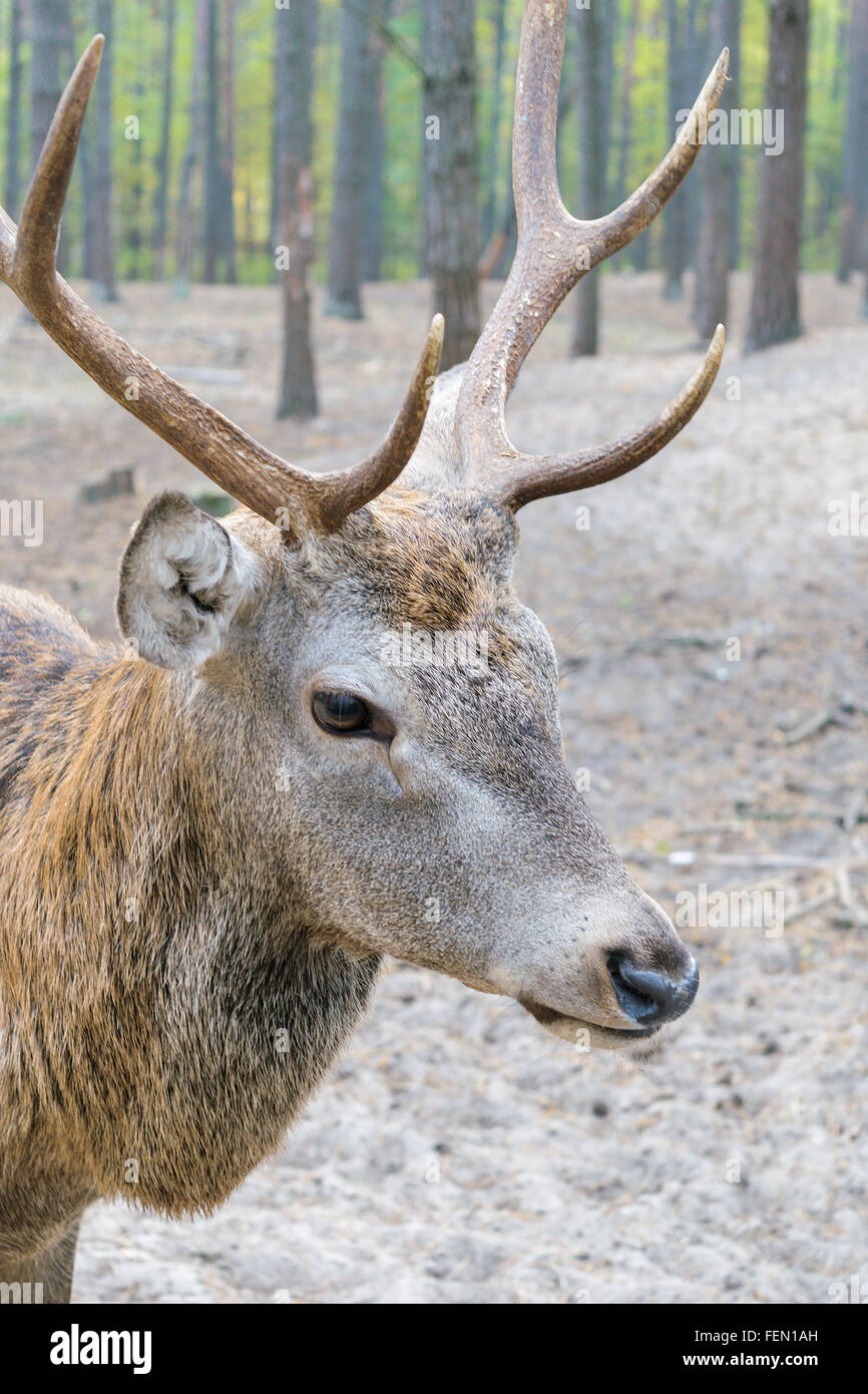 Cabeza de un gran ciervo con cuernos, que camina en el bosque Foto de stock