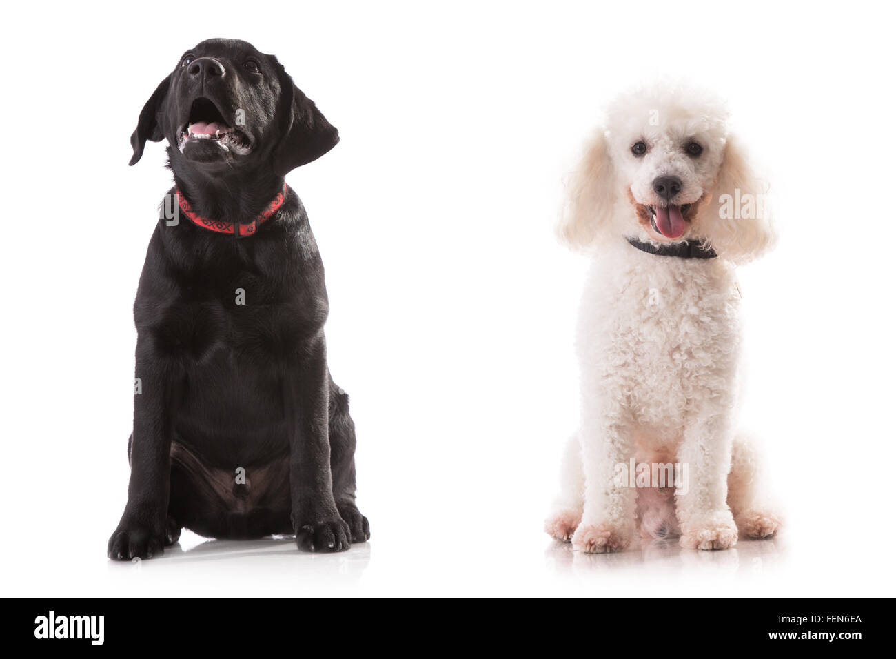 Labrador y Poodle - pequeño lindo aislado en blanco. Foto de stock