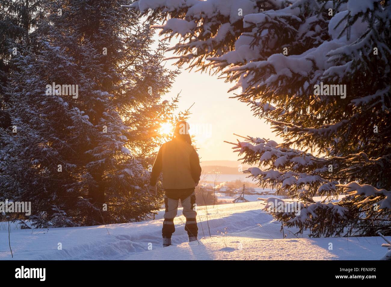 Vista trasera del excursionista macho senderismo en el bosque cubierto de nieve soleada, Ural, Rusia Foto de stock