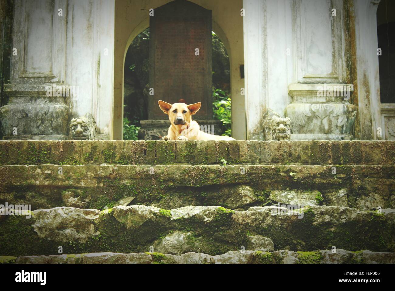 Retrato de un perro contra la estructura construida Foto de stock