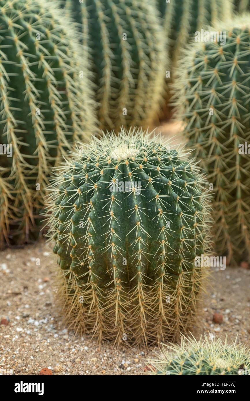 Cerca de un barril de oro (o Bola de Oro) (Cactus Echinocactus grusonii). Foto de stock