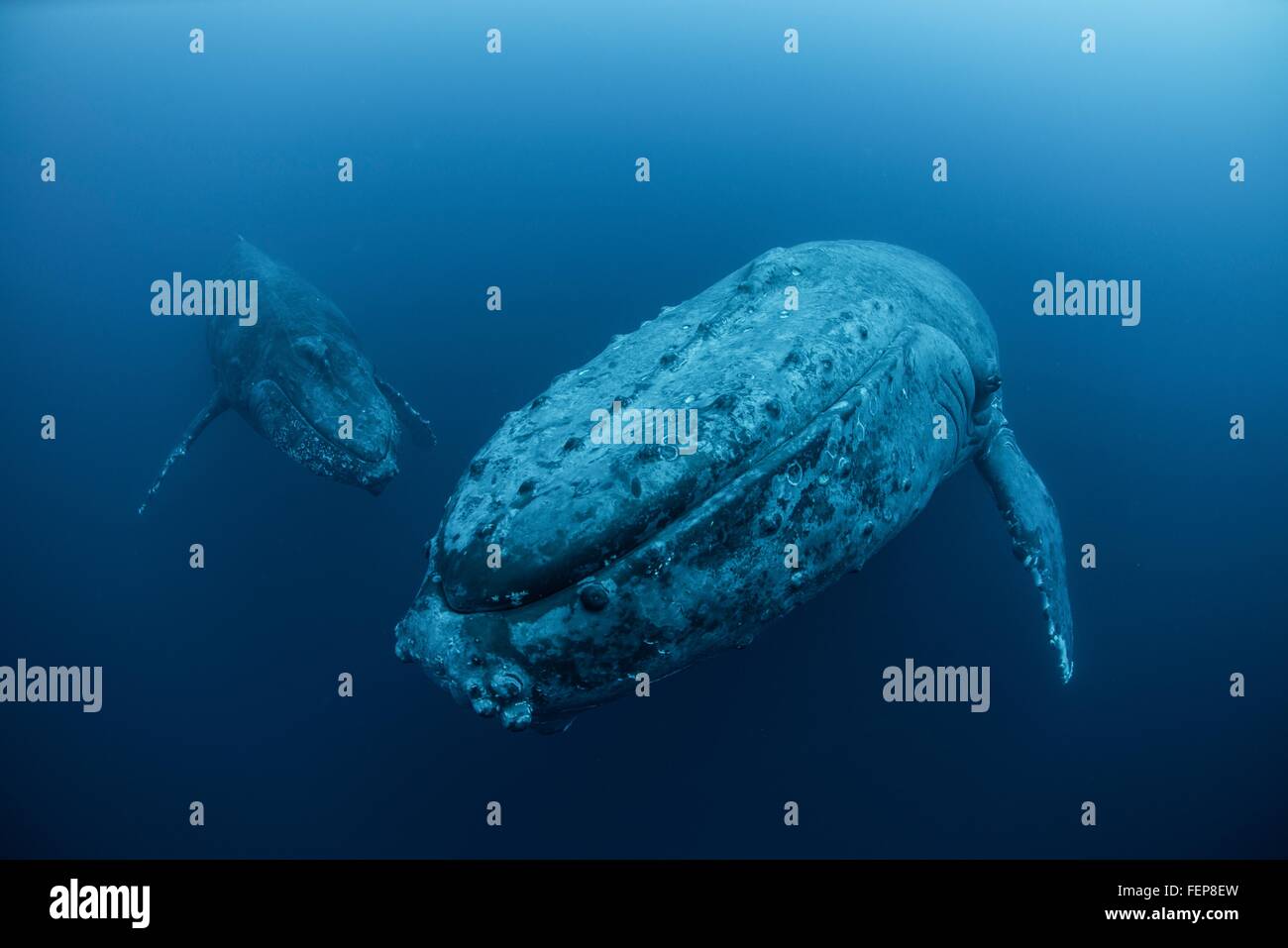 Vista subacuática de las ballenas jorobadas, las Islas Revillagigedo, Colima, México Foto de stock