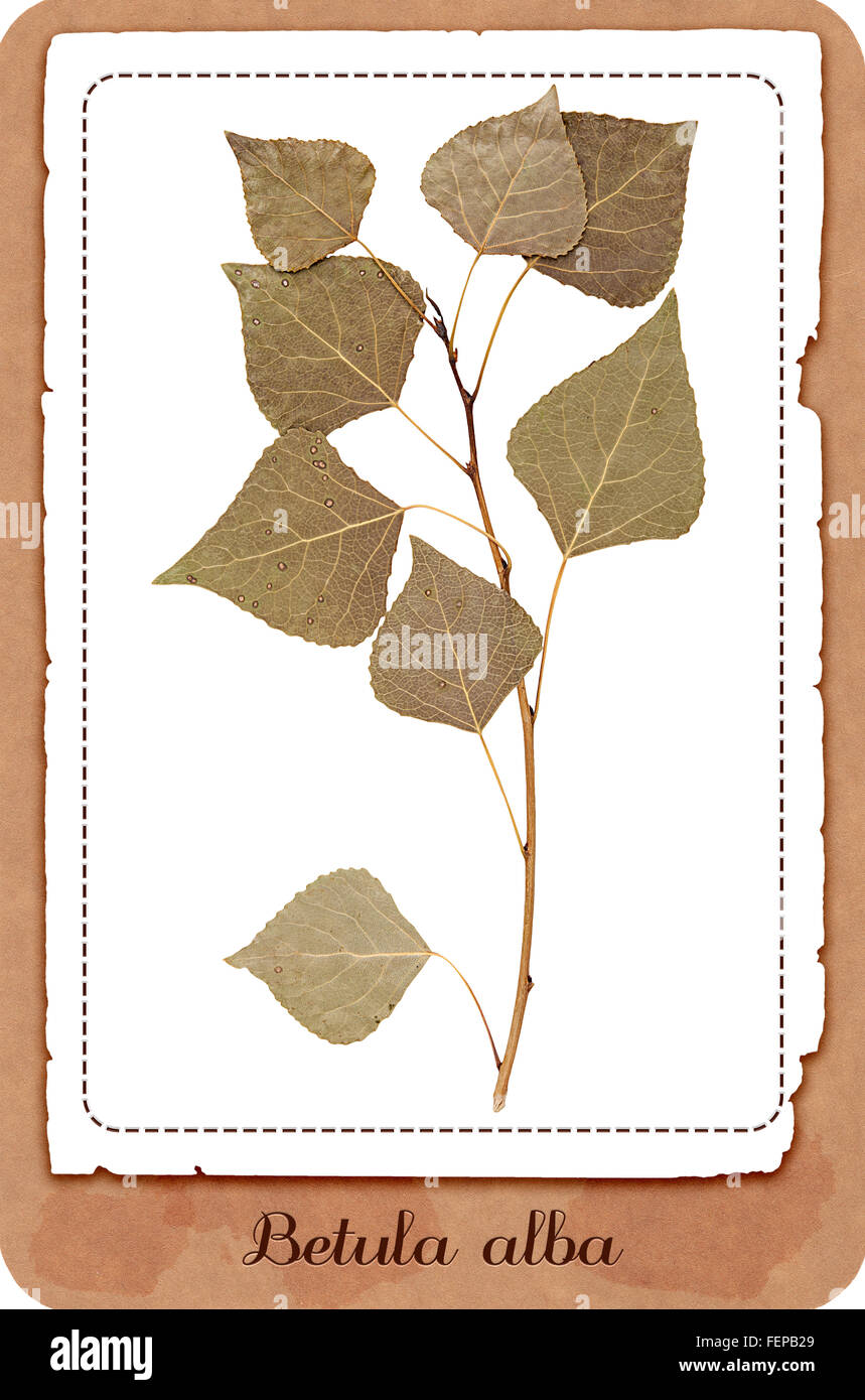 Herbario ramita de abedul prensado en seco con hojas aisladas Foto de stock