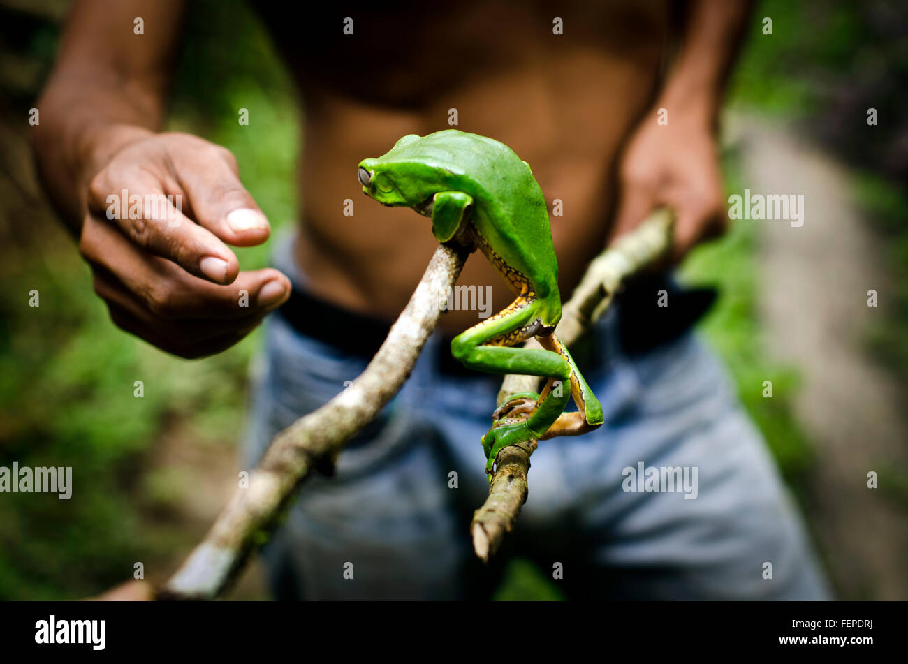 Matses tribesman celebración Kambo frog utilizado para extraer el veneno, potente medicina amazónica, Iquitos, Perú Foto de stock