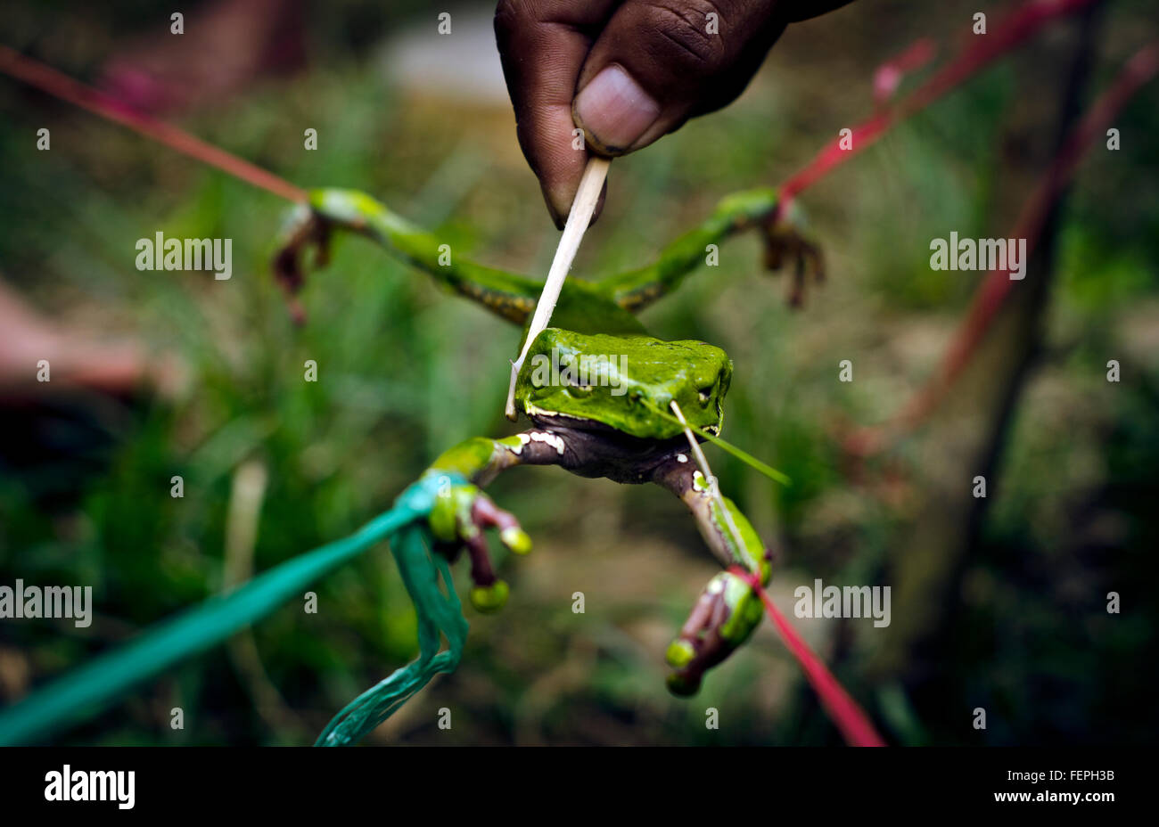Extracción de veneno la rana Kambo, potente medicina amazónica, Iquitos, Perú Foto de stock