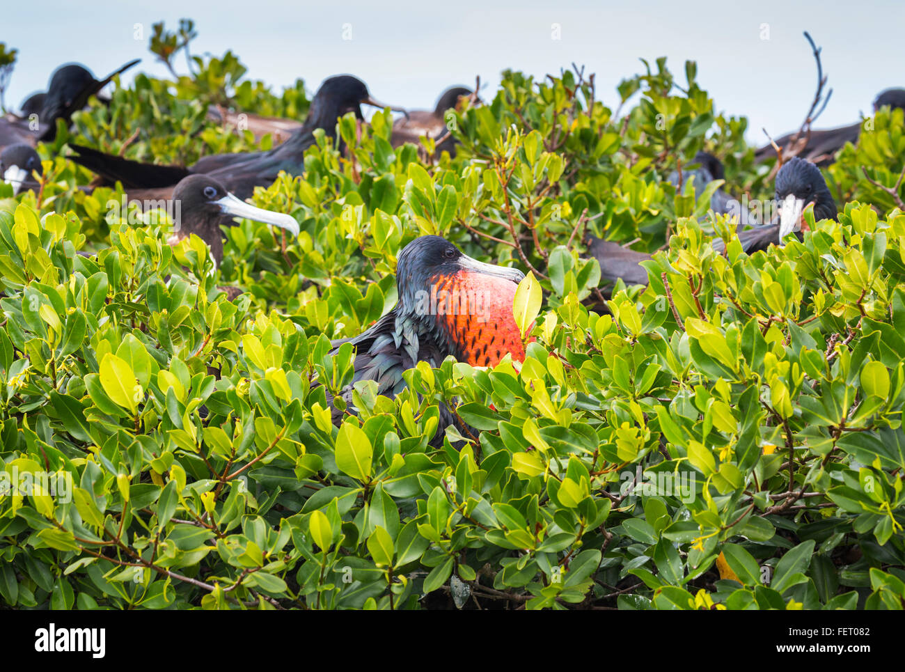 Codrington lagoon fotografías e imágenes de alta resolución Alamy