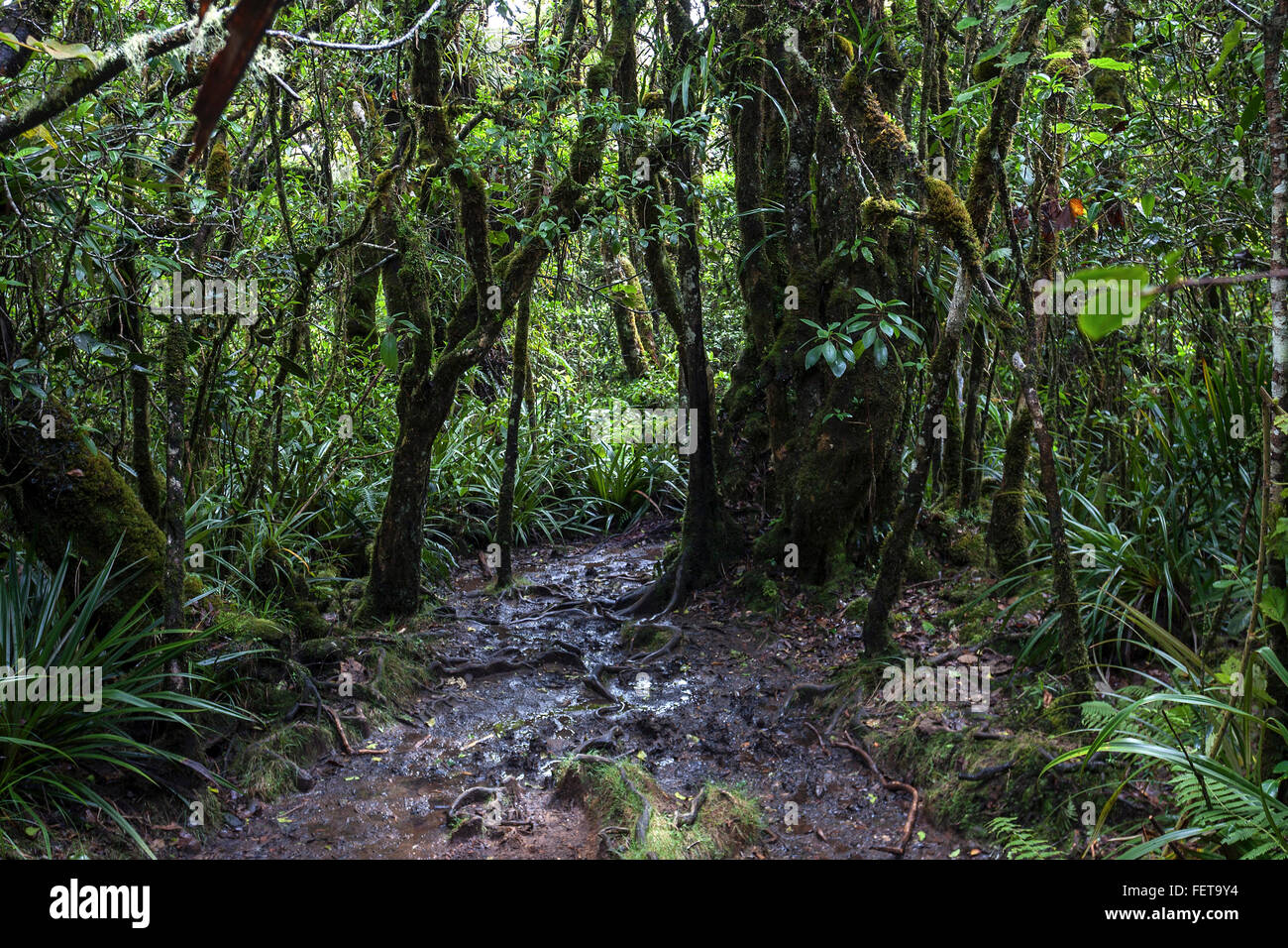 Trail, selva tropical, Forêt de Bélouve, Reunión, Francia Foto de stock