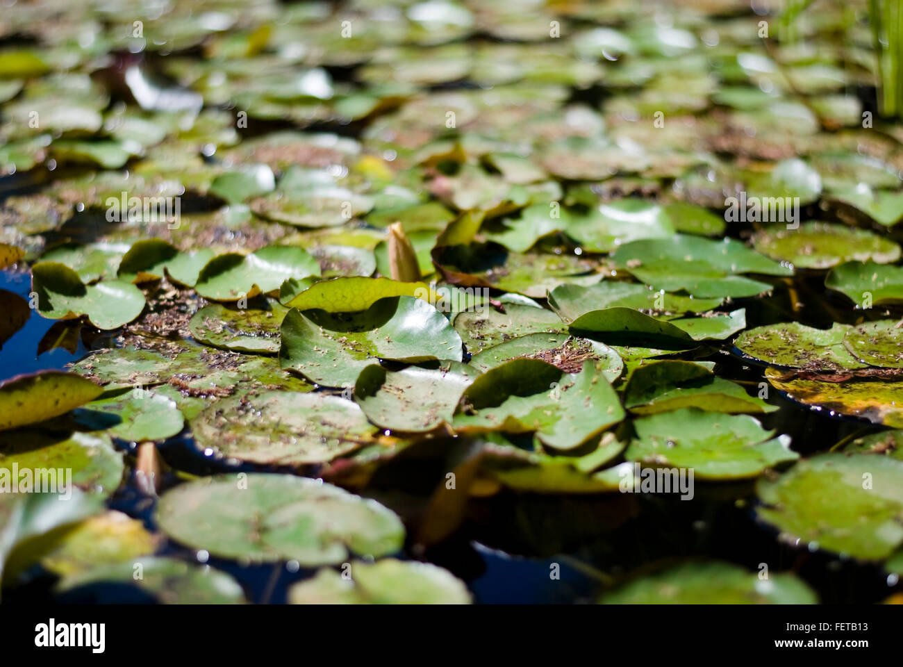Fondo verde, nymphaea hojas flotando en un estanque Foto de stock