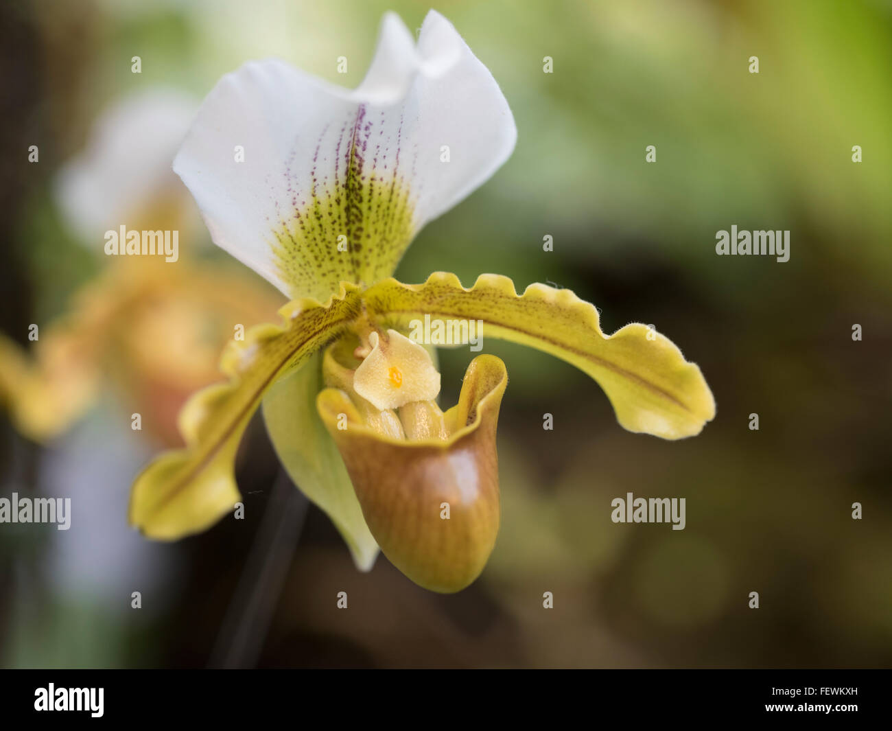Leeanum fotografías e imágenes de alta resolución - Alamy