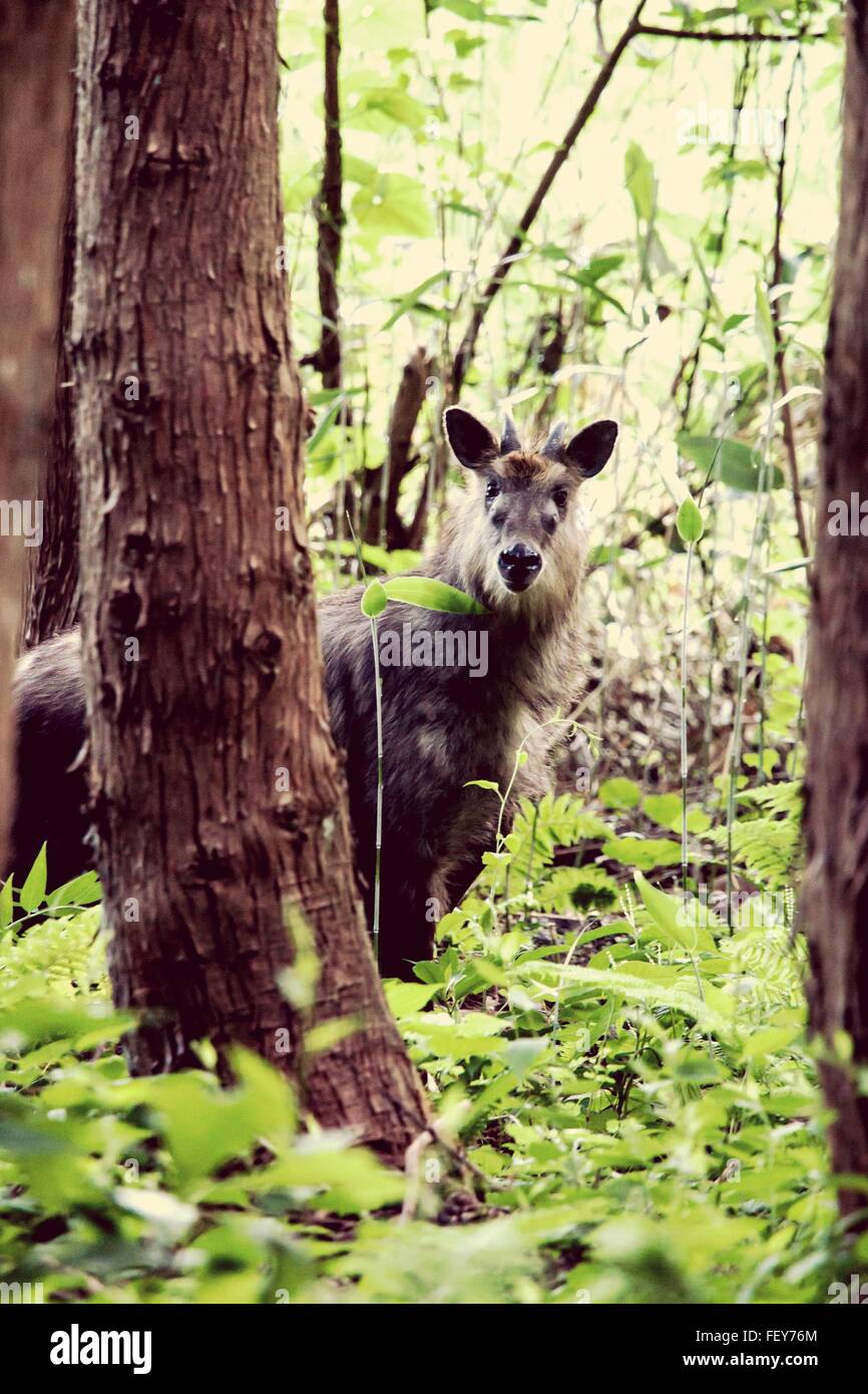 Ciervos en el bosque Foto de stock